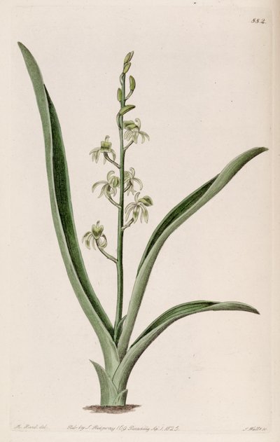 Illustratie van Liparis reflexa (als syn. Liparis foliosa) door M. Hart